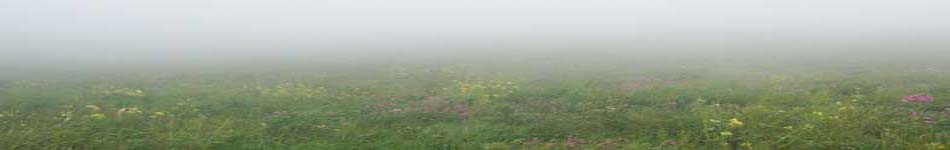 Flowers in mist